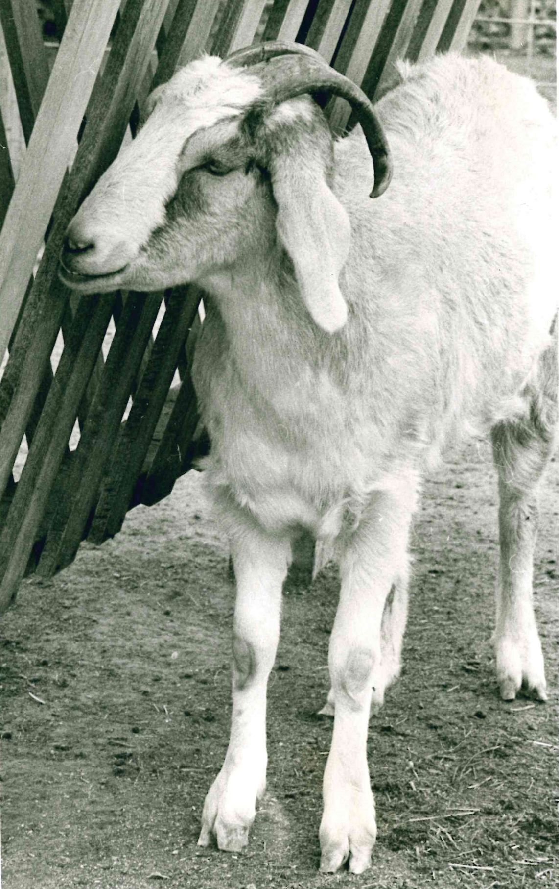 goats